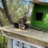 photo de livraison pour Les chats Port-Saint-Louisiens