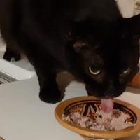 photo de livraison pour L'Arche de Ploum