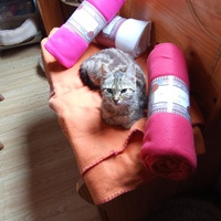 photo de livraison pour Chats Oubliés