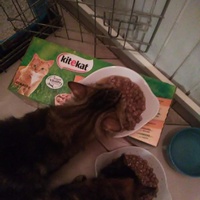 photo de livraison pour Animaux & compagnie 