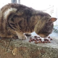 photo de livraison pour Les Chats de la Tour