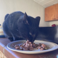 photo de livraison pour Association Des  Chats  De Hyeres