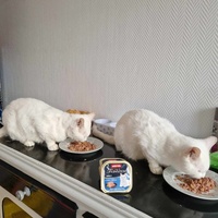 photo de livraison pour Les Poilus du 33