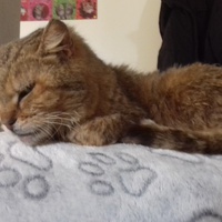 photo de livraison pour Pour l'Amour des Chats