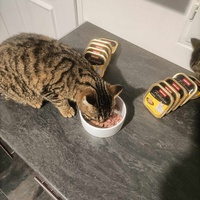 photo de livraison pour Stérilcat 80