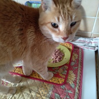 photo de livraison pour Ecole du Chat des Alpilles