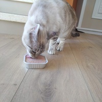 photo de livraison pour Les Chats Libres de Mirepeisset