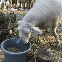 photo de livraison pour Chats Libres de Béziers