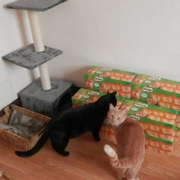 photo de livraison pour Equani, Compassion pour Tous
