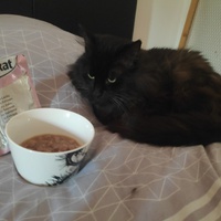 photo de livraison pour Ecole du Chat de Poitiers