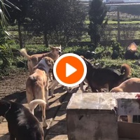 photo de livraison pour Sanctuaire de la Faune de Tanger (SFT)