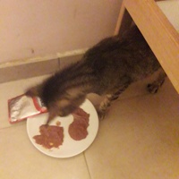 photo de livraison pour Les Amis de Michouette