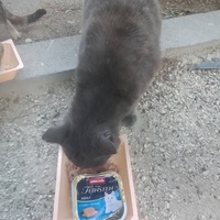 photo de livraison pour Les Chats-Pitresdelavi-Ste