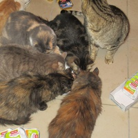 photo de livraison pour Jardin des Chats