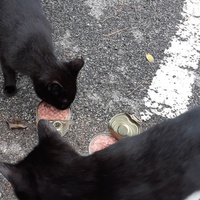photo de livraison pour Chats cerbériens