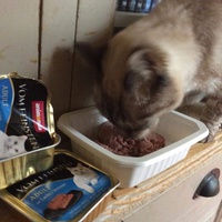 photo de livraison pour Vallée des Chats