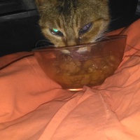 photo de livraison pour Protect Cat