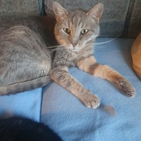 photo de livraison pour Animalove