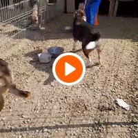 photo de livraison pour Animal Shields Oradea