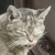 photo animal