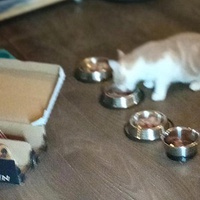 photo de livraison pour Les Chats d'Hauterive