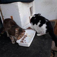 photo de livraison pour Une vie, Un chat