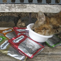 photo de livraison pour Jardin des Chats