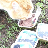 photo de livraison pour Jardin des Chats