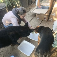photo de livraison pour Chats Libres de Béziers