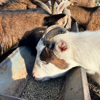 photo de livraison pour Refuge du Poil à la Plume