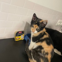 photo de livraison pour Les Chats libres de Fleurance