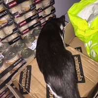 photo de livraison pour Les Chats Libres Condom 32