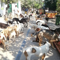 photo de livraison pour Europe4strays