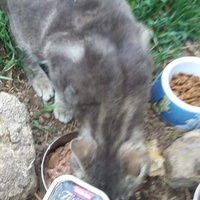 photo de livraison pour Les Chats-Pitresdelavi-Ste
