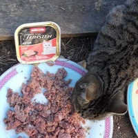 photo de livraison pour Les Chats-Pitresdelavi-Ste