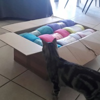 photo de livraison pour Chat l'Ange