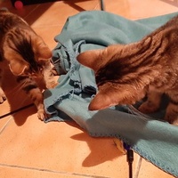 photo de livraison pour Bien vivre avec les Chats Sallélois