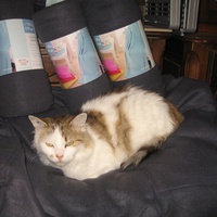 photo de livraison pour Jardin des Chats