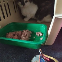 photo de livraison pour A Pas De Chats