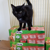 photo de livraison pour Chatons de l'Espoir