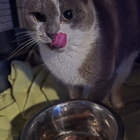 photo de livraison pour Amis de Myrtille