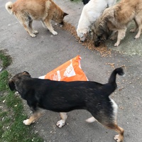 photo de livraison pour Anca Timpeanu