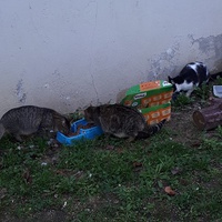 photo de livraison pour Terre des Bêtes