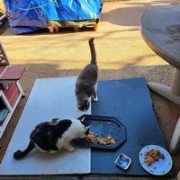photo de livraison pour Chat de Gout'hier sans Toit
