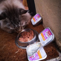 photo de livraison pour Bien vivre avec les Chats Sallélois