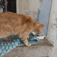 photo de livraison pour Une vie, Un chat