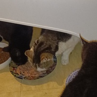 photo de livraison pour Protect Cat