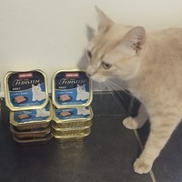 photo de livraison pour Le Gang des Matous