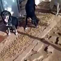 photo de livraison pour Comme Chiens et Chats Maroc