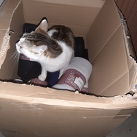 photo de livraison pour Association Animaux Errants Economie